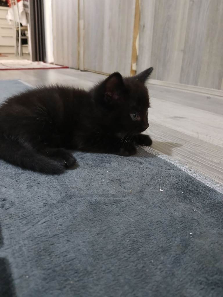 Kitten for sale