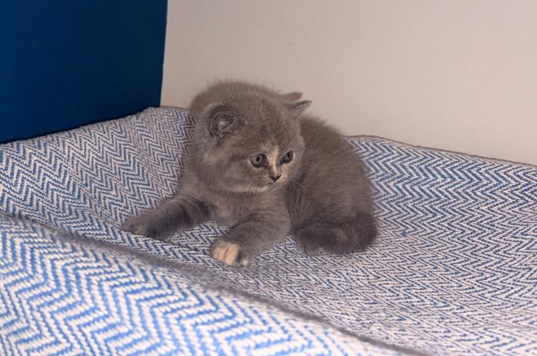 GCCF REGISTERED BRITISH BLUE SHORTHAIR