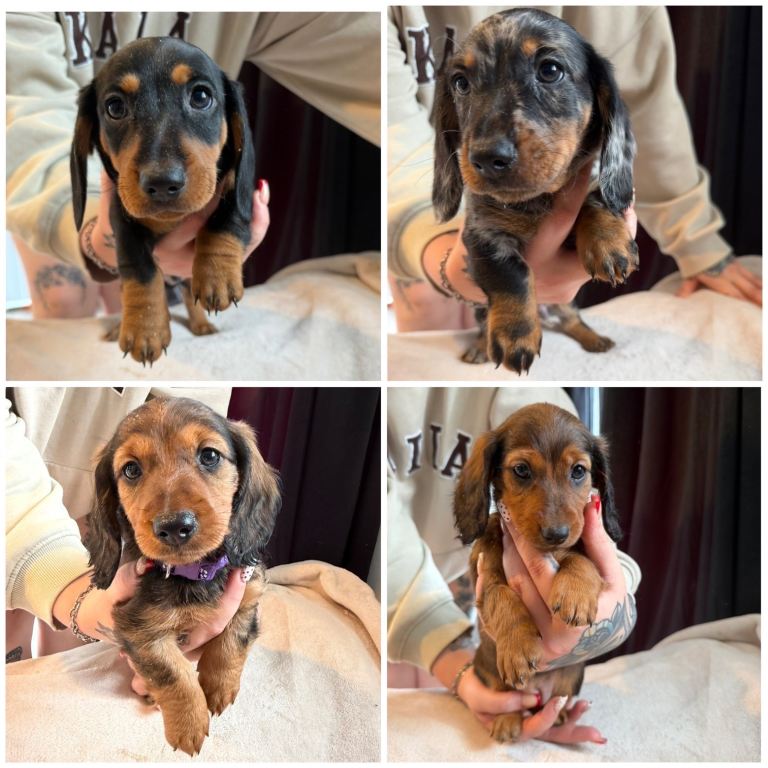 miniature dachshund puppy’s 