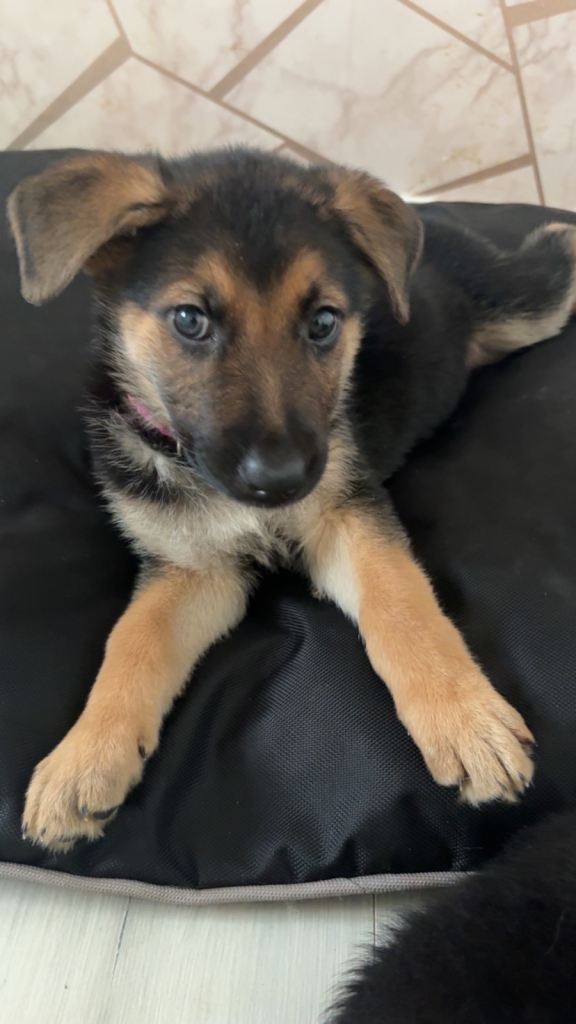 German Shepards puppies 