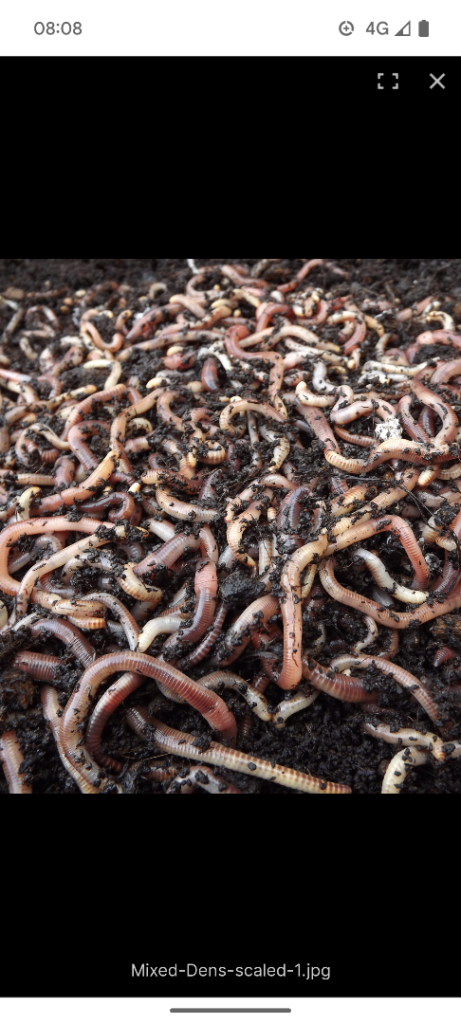 Fishing worms bait etc