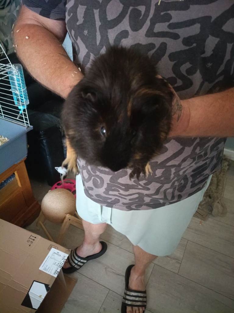 Guinea pig