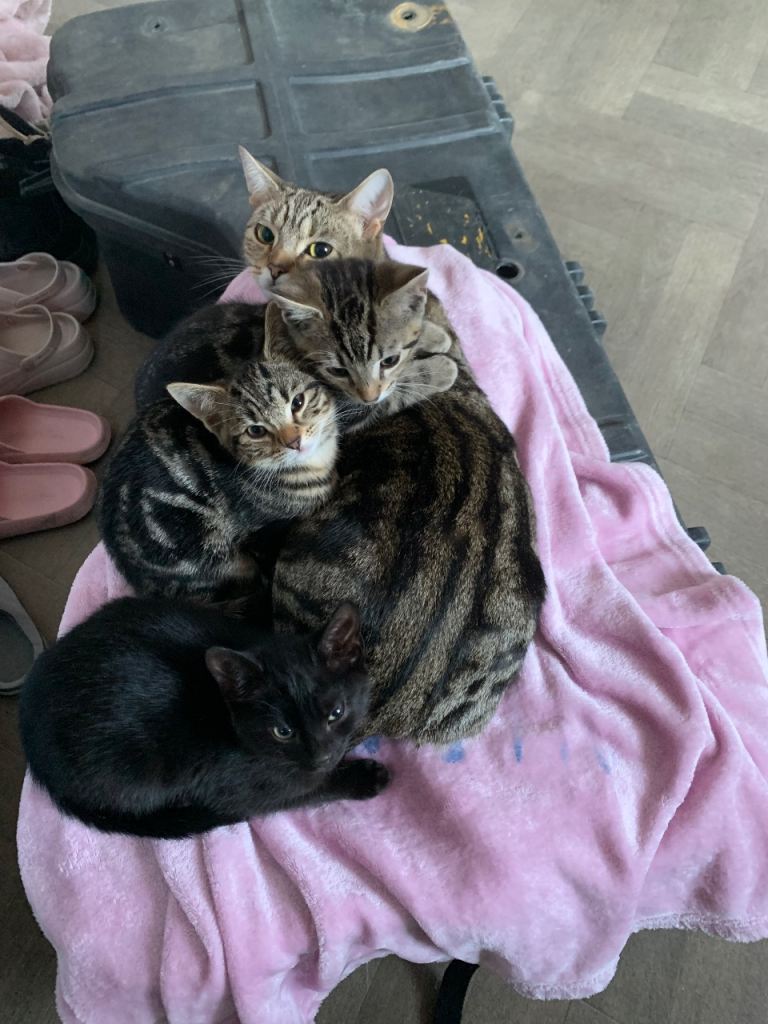 4 kittens for sale 