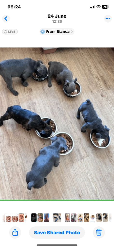 Blue French bulldog ready next week 