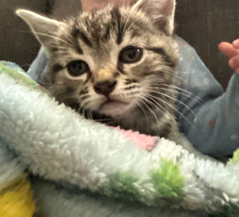 kittens