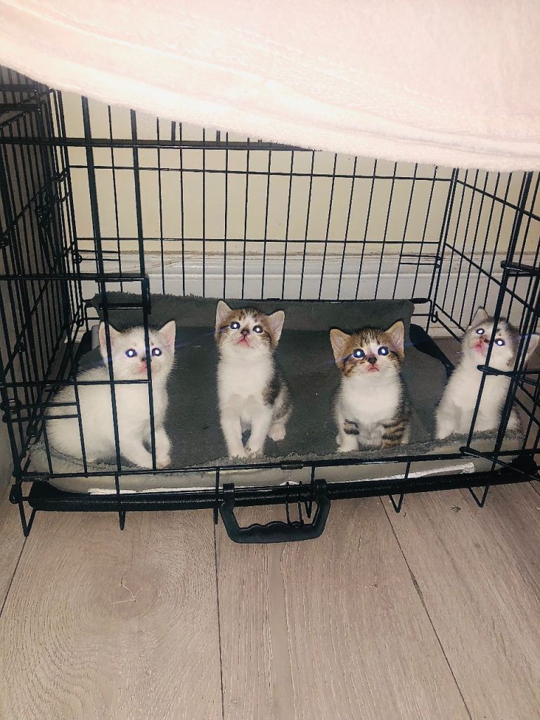 Kittens for sale to loving homes 