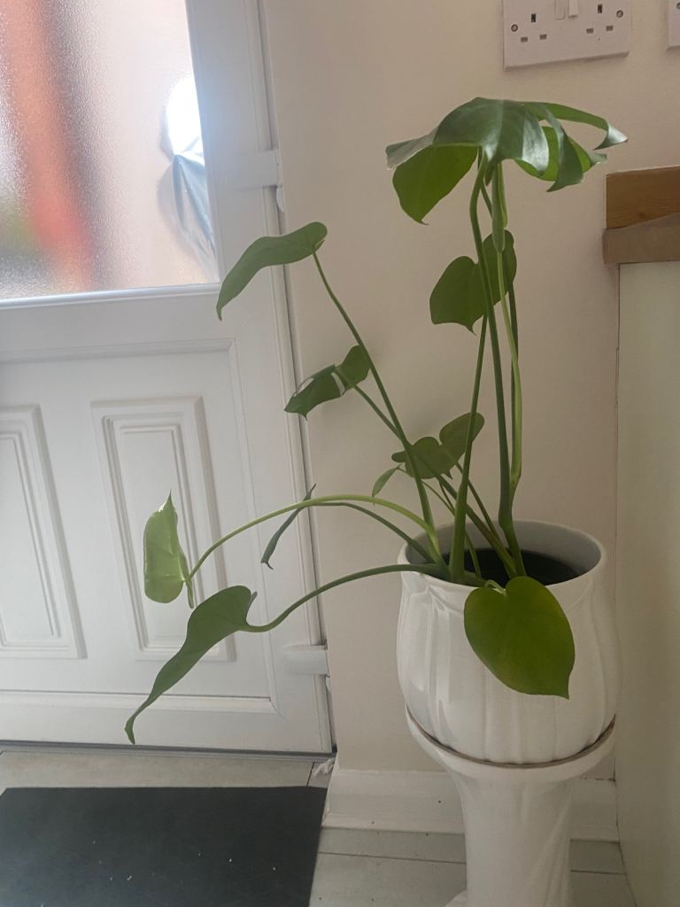 Jardiniere 
