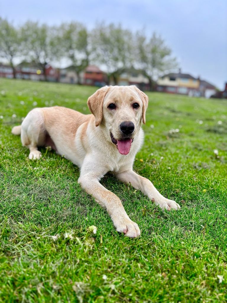 8 month old Labrador 