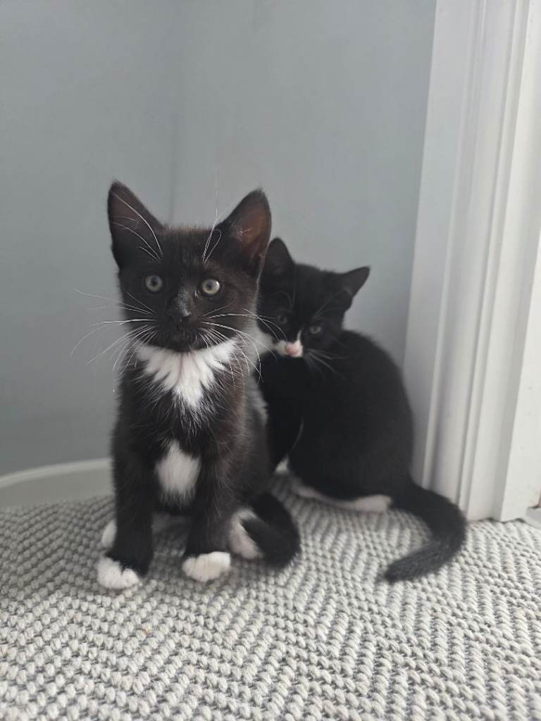 Kittens are looking for a new home