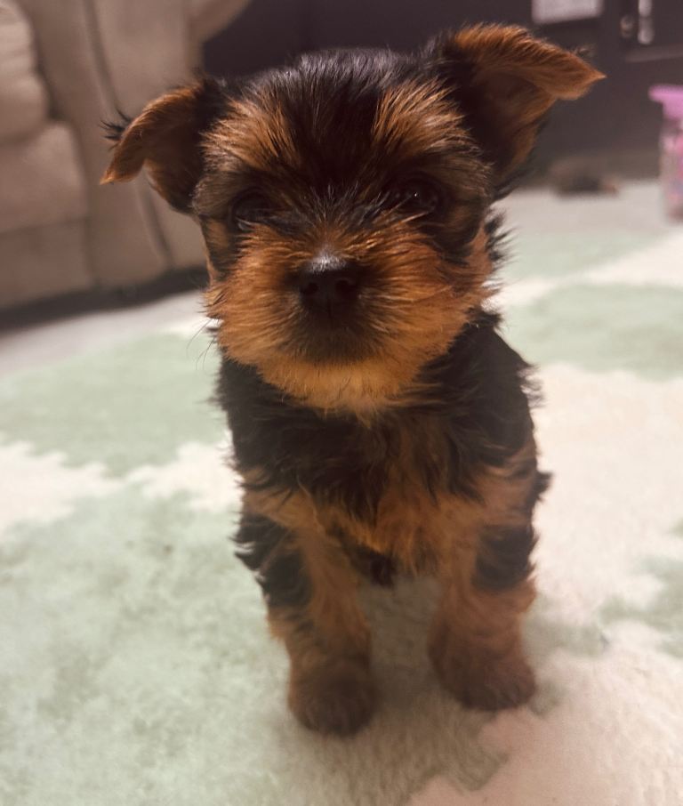 🐾  Beautiful Yorkshire Terrier Puppies Looking for Loving Homes 🐾