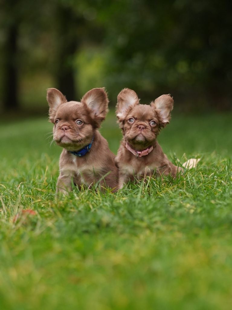 🤎ROJO & TAN FRENCH BULLDOG PUPPIES🤎