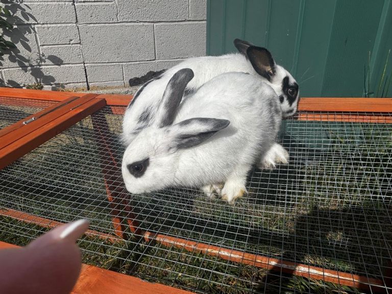 rabbits