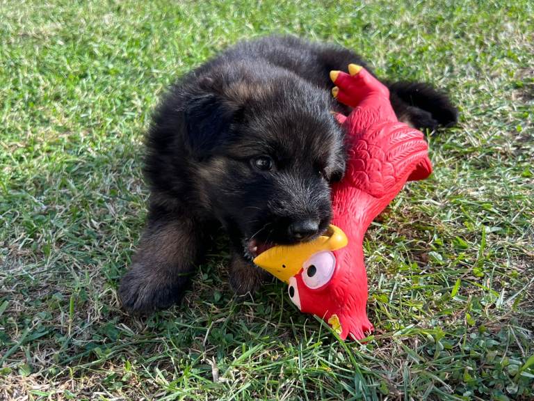 🐾🐶 GERMAN SHEPHERD PUPPIES FOR SALE 🐶🐾