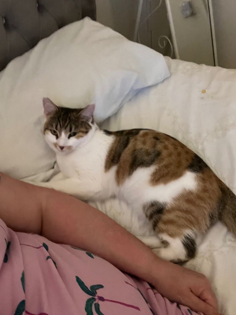 Adorable Girl in need of a new loving home