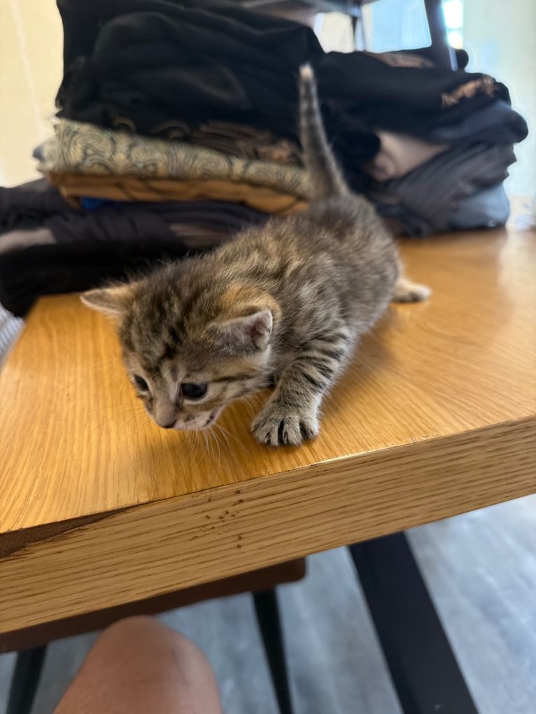 Kittens looking for homes