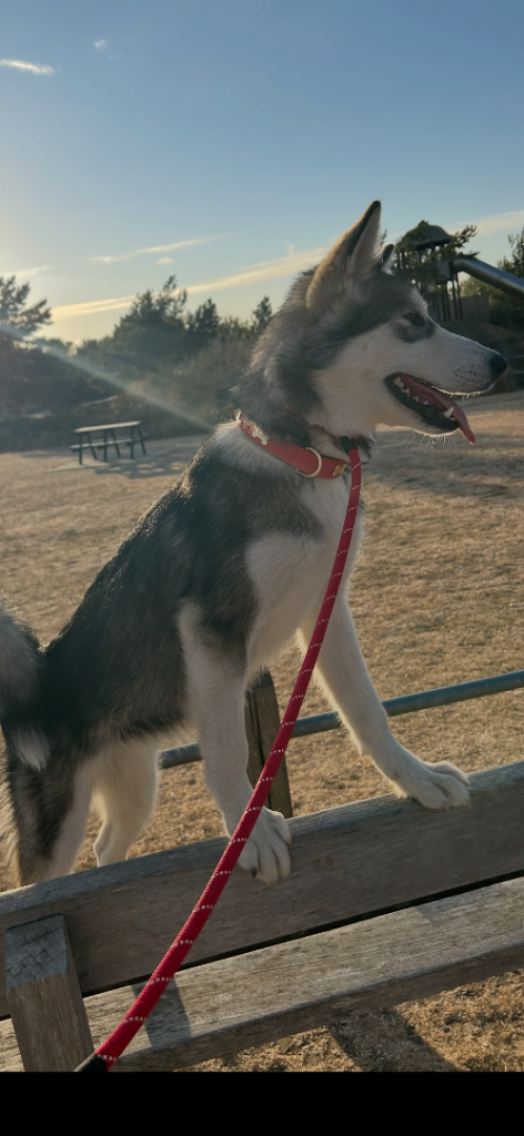 7 month old Alaskan malamute 