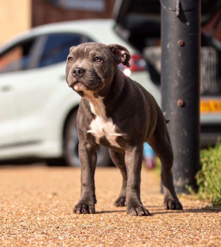 Top quality staff pups ready now 