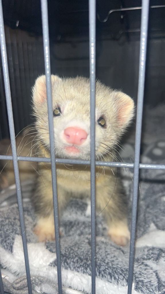2 male ferrets