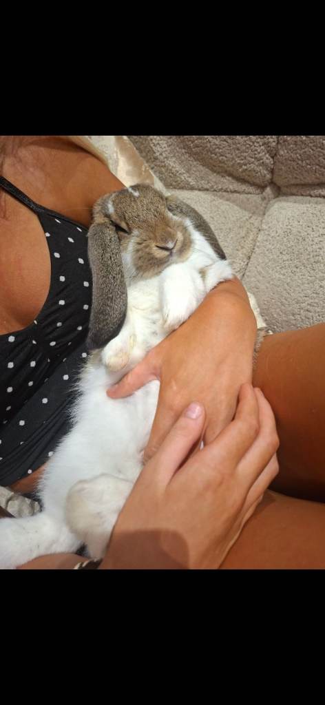 Giant lop indoor Rabbit