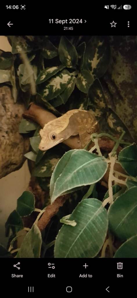 female crested gecko with Exo Terra Terrarium and stand.