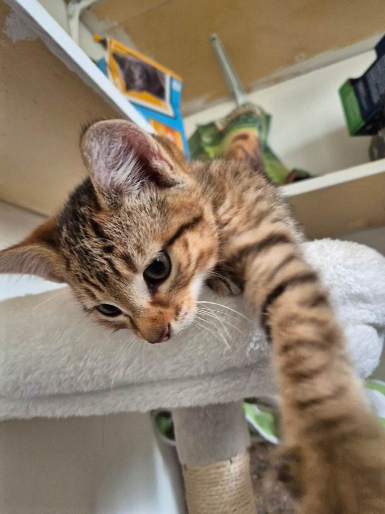 Kittens 