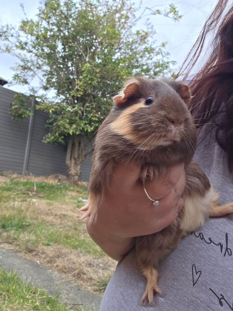 Adorable Guinea Pigs Looking for a New Home.. NO CAGE