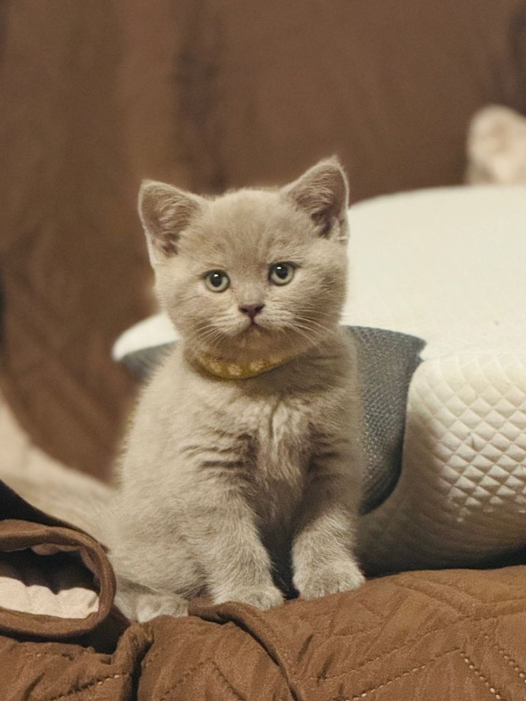 Adorable  1 lilac & 1 Cream British Shorthair kittens  
