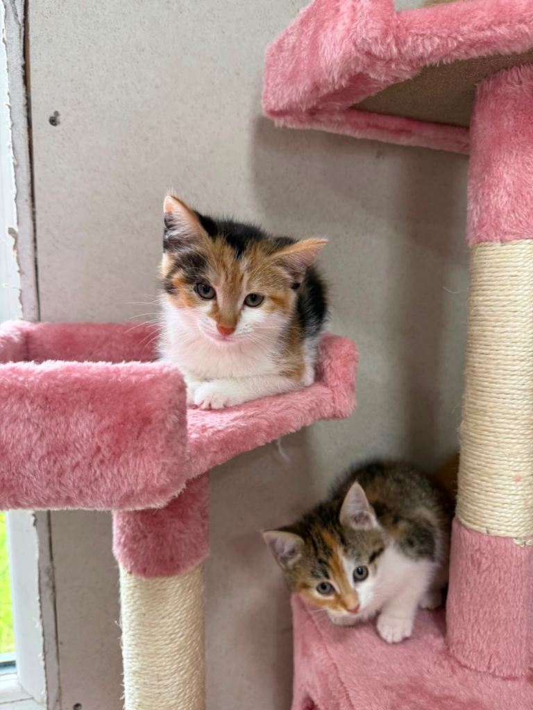 Kittens for sale 