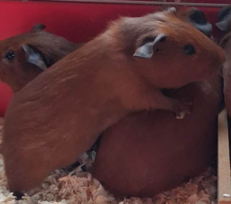 Male baby guinea pig