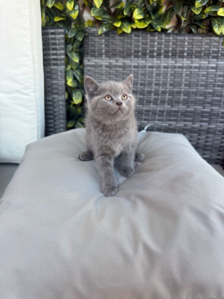 Chunky British short hair kittens ready now! 