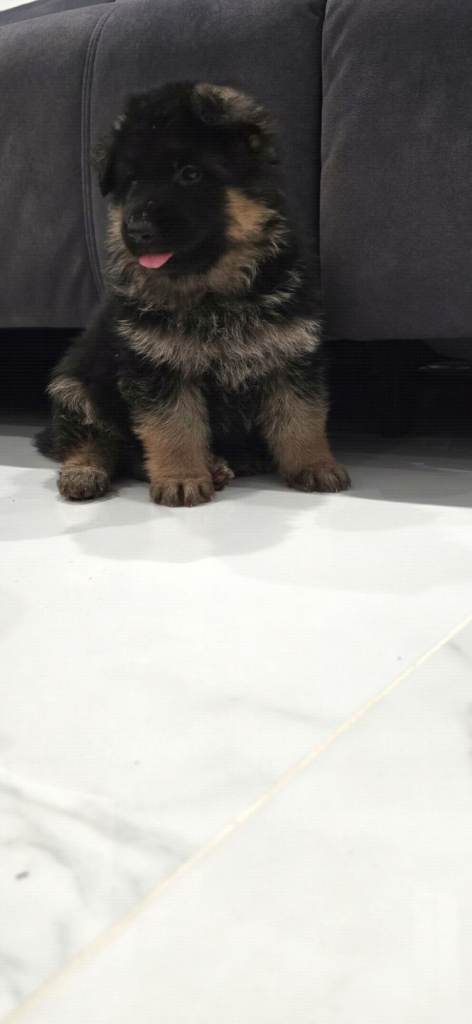 German Shepherd puppies 