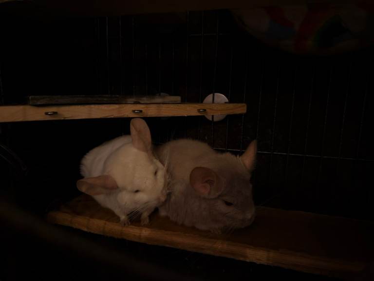Pair of chinchillas with complete setup, food etc. 
