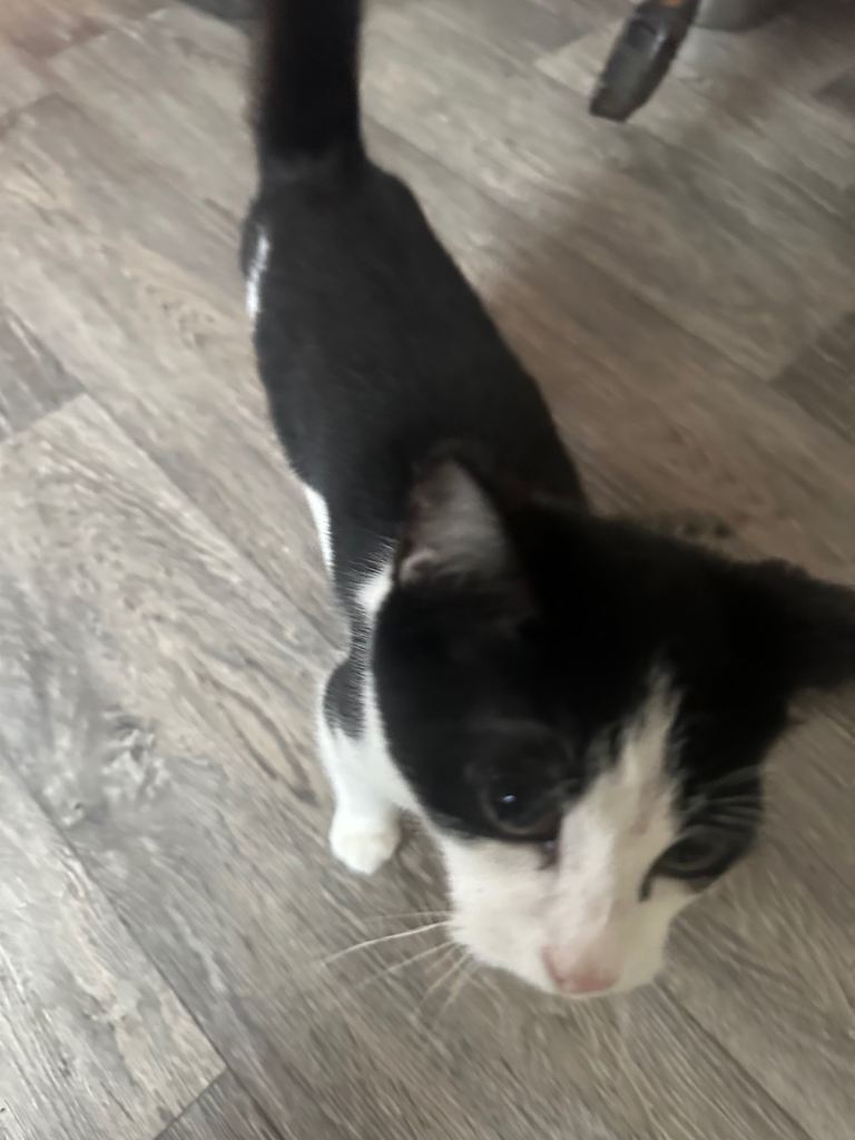 2 black and white female kittens 