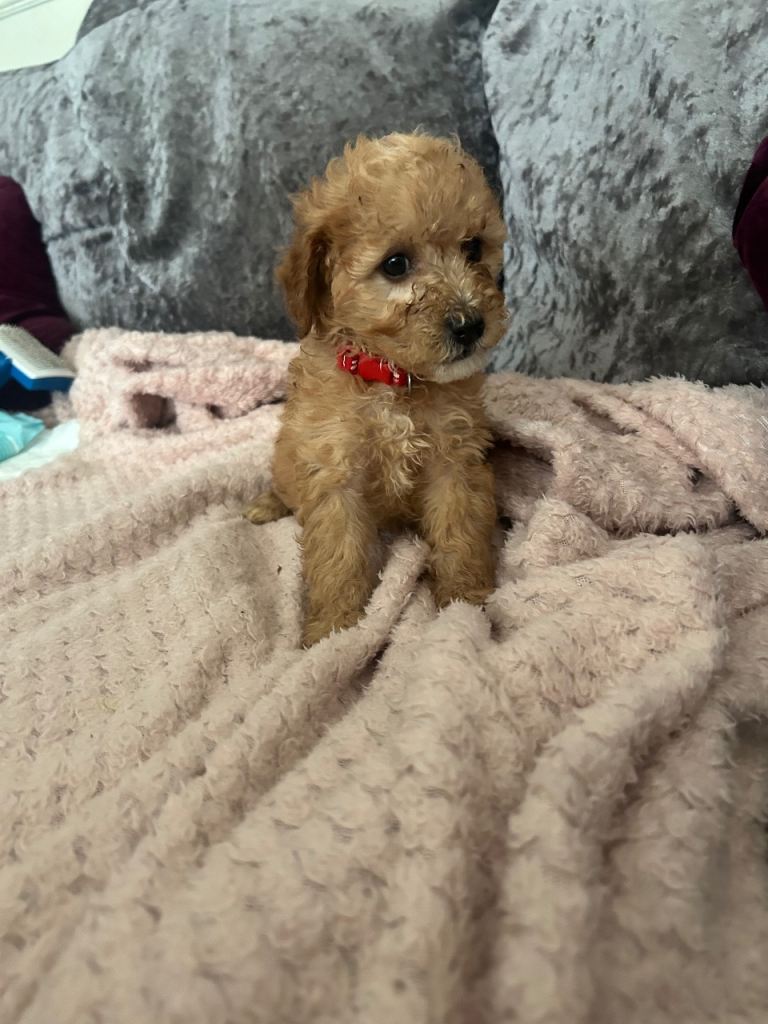 Cavapoo girl 