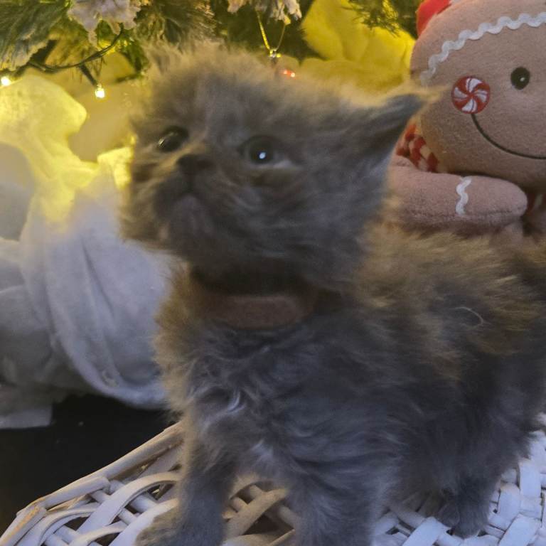 Champion russian Maine coon kittens