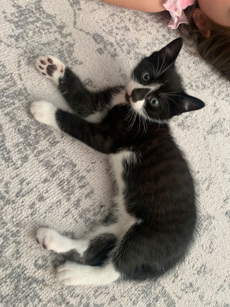 Kittens