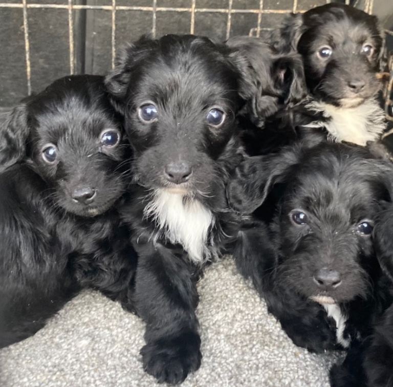 6 Jackapoo puppies 
