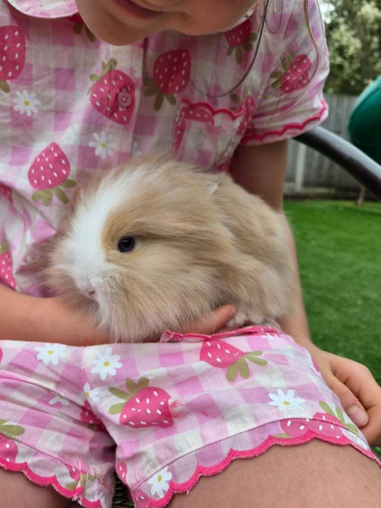 (Ready now) Angora x Lion head