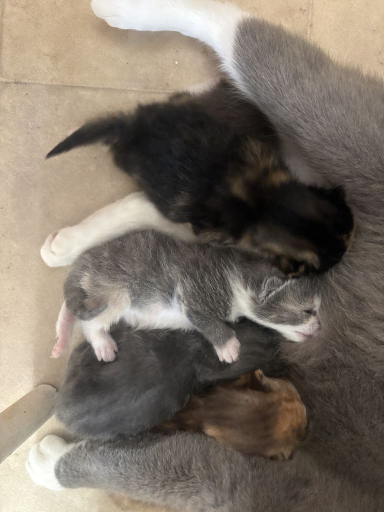 Cute Fluffy Kittens