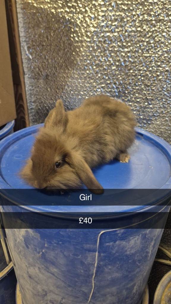 Baby Rabbits lionhead 8 week old, handled daily 