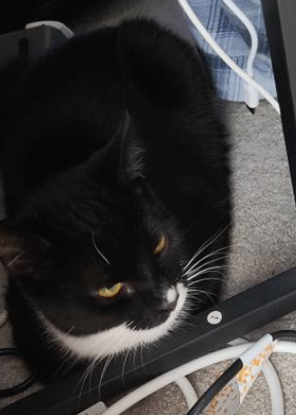 Two 8 months old for sale 