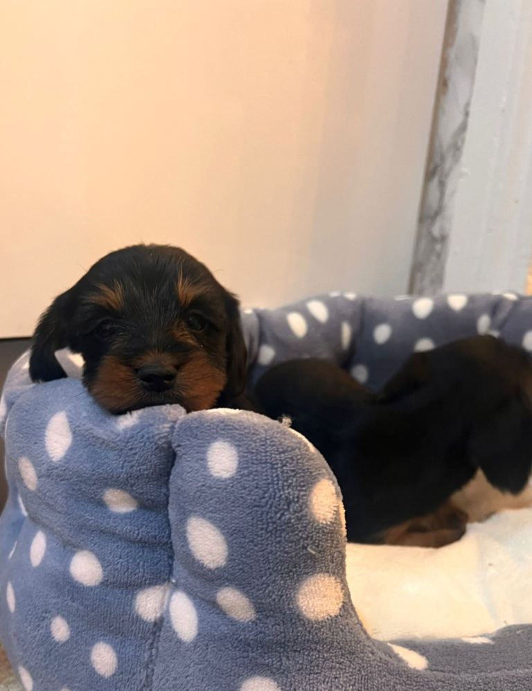 Dachshund puppies 
