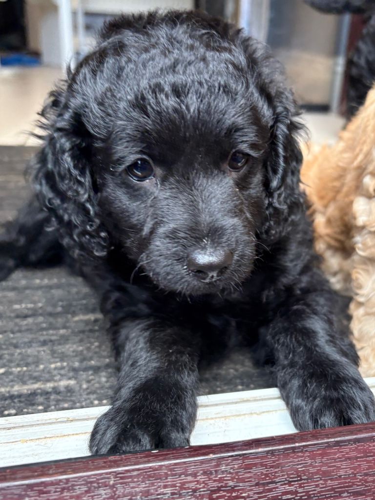 cockapoo 