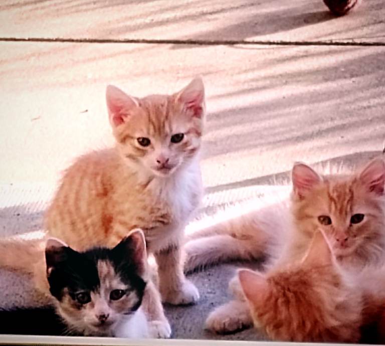 Two female kittens available ,8 weeks old
