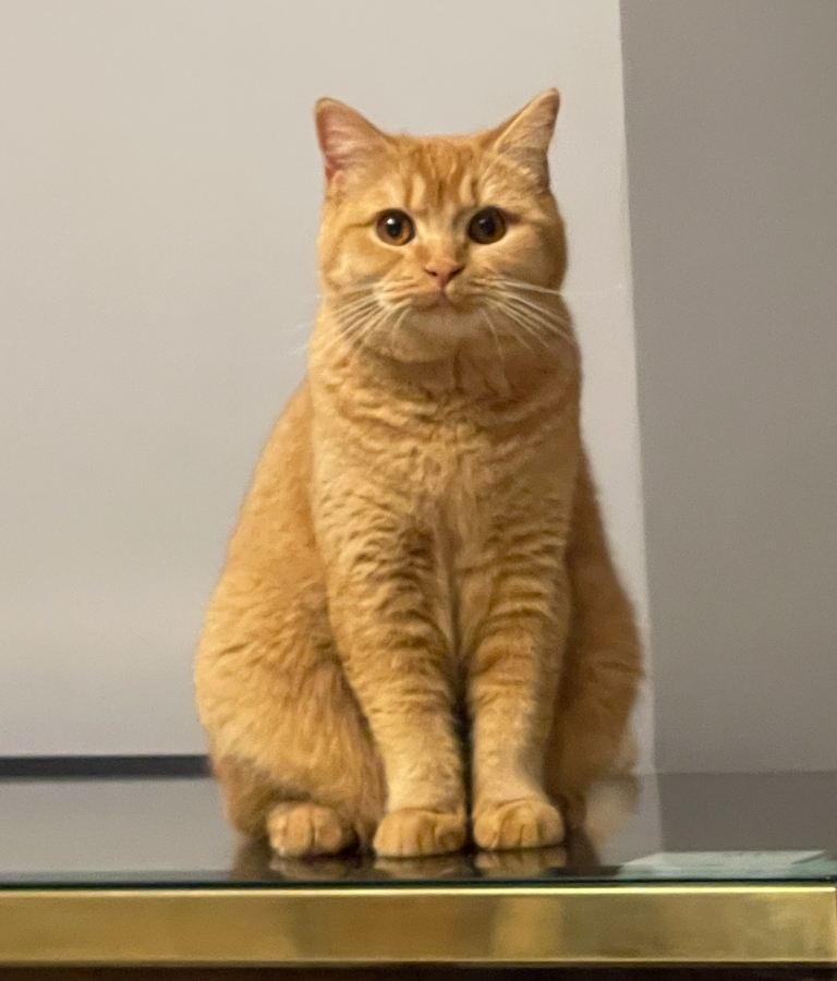 Exceptional litter of GCCF British shorthair kittens 