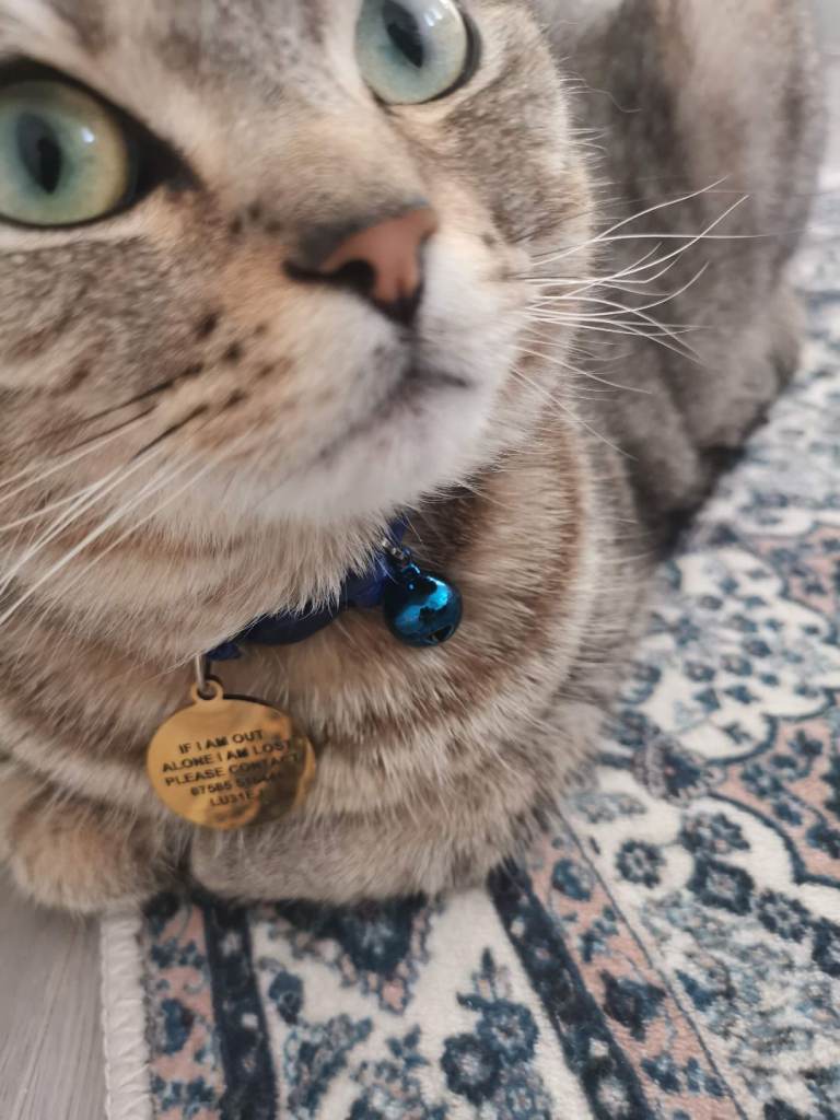 Persian/short hair mix breed