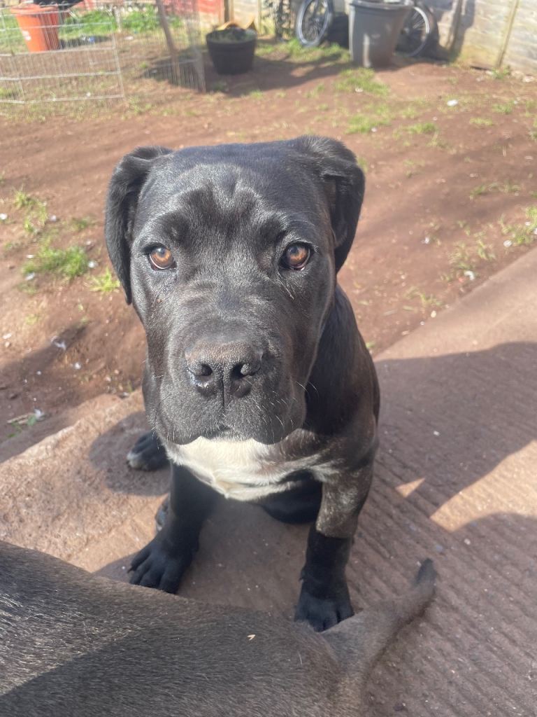 1 beautiful cane corso left