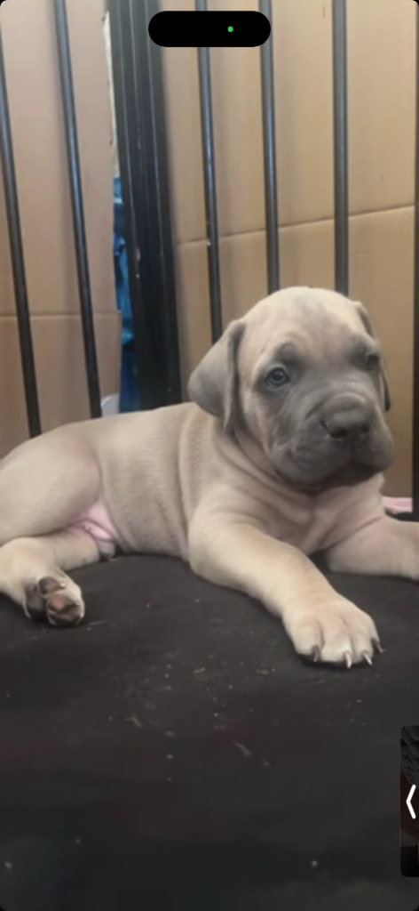 Cane Corso Puppies 