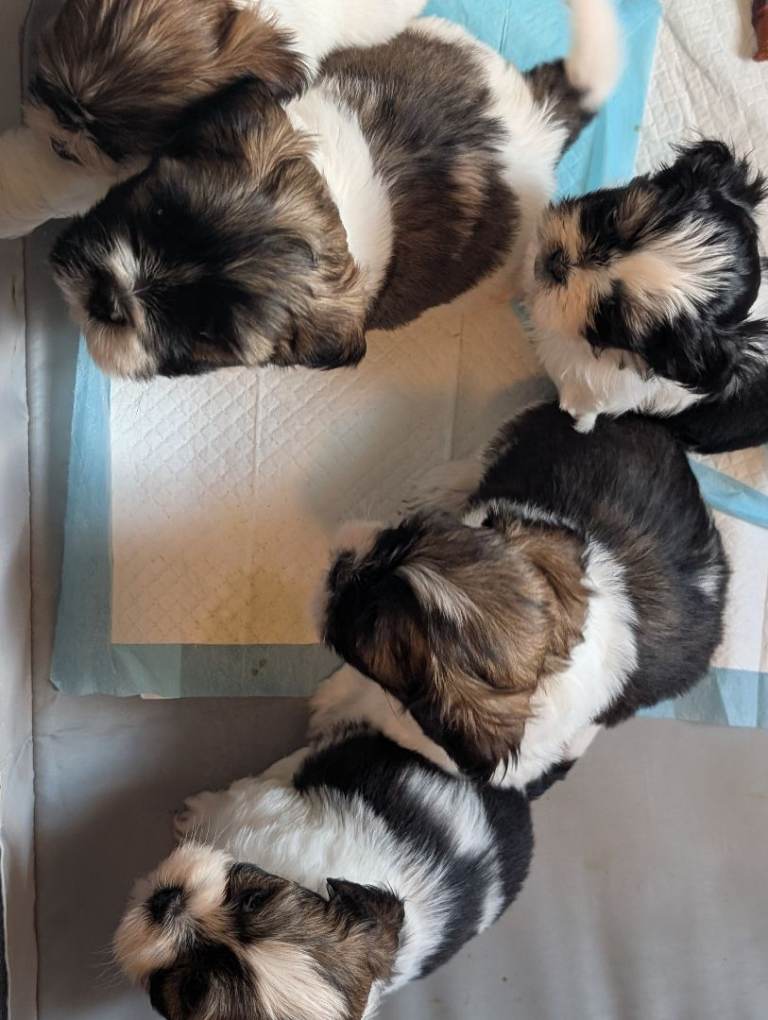 Shih Tzu puppy' 3 boys 1 girl now available due to time wasters .