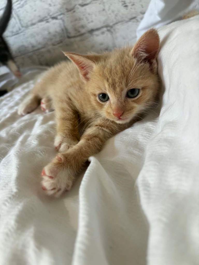 Beautiful kittens ready for there forever homes ❤️